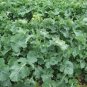 1000 Hanover Salad Spring Kale Smooth Siberian Brassica Napus Vegetable Seeds Fresh Garden