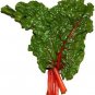 300 Rhubarb Red Swiss Chard Perpetual Spinach Beta Vulgaris Vegetable Seeds Fresh Garden