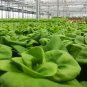 3000 White Boston Lettuce 12" Green Butterhead Lactuca Sativa Vegetable Seeds Fresh Garden