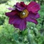 10 Mixed Himalayan Poppy Blue Red Violet Meconopsis Napaulensis Mix Flower Seeds Fresh Garden