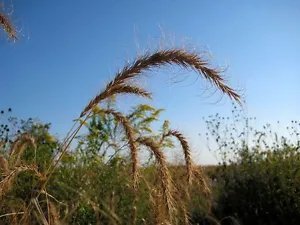 500 Canadian Rye Elymus Canadensis Grain Grazing Grass Ground Cover Seeds Fresh Garden