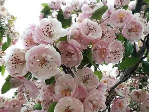 20 English Hawthorn Tree Edible Fruit Flower Mayflower Crataegus Laevigata Seeds Fresh Garden