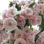 20 English Hawthorn Tree Edible Fruit Flower Mayflower Crataegus Laevigata Seeds Fresh Garden
