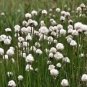 25 Tawny Cottongrass Flower Seeds Eriophorum Virginicum Hare'S Tail Cotton Grass Fresh Garden