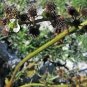 100 Upright Burhead Aquatic Burrhead Cellophane Sword Echinodorus Berteroi Seeds Fresh Garden