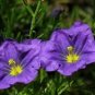 250 Purple Robe Cup Flower Nierembergia Hippomanica Caerulea Seeds Fresh Garden