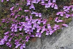 50 Alpine Penstemon Davidsonii Davidson'S Beardtongue Purple Flower Seeds Fresh Garden