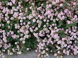 20 Punching Balls Pink Buttons Persicaria Capitata Polygonum Flower Seeds Fresh Garden