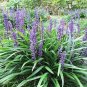 5 Lilyturf Liriope Muscari Aka Big Blue Lily Turf Monkey Grass Flower Seeds Fresh Garden