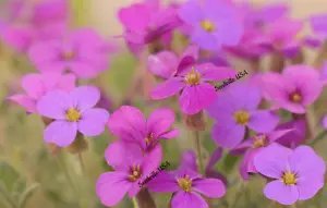 150 Spring Charm Rockcress Rose Rock Cress Arabis Arendsii Flower Mix Seeds Fresh Garden