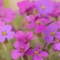 150 Spring Charm Rockcress Rose Rock Cress Arabis Arendsii Flower Mix Seeds Fresh Garden