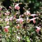 30 Coral Nymph Salvia Coccinea Hummingbird Sage Flower Seeds Fresh Garden