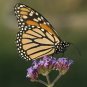 150 Buenos Aires Verbena Brazilian Purple Bonariensis Patagonica Flower Seeds Fresh Garden