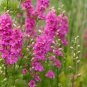 100 Sublime Pink Larkspur Consolida Ambigua Ajacis Delphinium Bright Pink Seeds Fresh Garden