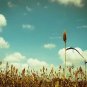 20 Iowa Sweet Sorghum Bicolor Syrup Vegetable Grain Seeds Fresh Garden