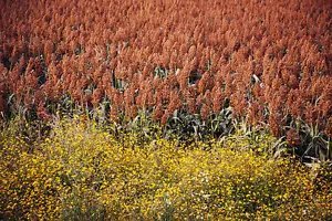 20 Syrup Rox Orange Sorghum Waconia Sugar Cane Bicolor Vegetable Grain Seeds Fresh Garden