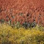 20 Syrup Rox Orange Sorghum Waconia Sugar Cane Bicolor Vegetable Grain Seeds Fresh Garden