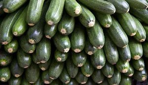 30 Gray Zucchini Heirloom Summer Bush Squash Cucurbita Pepo Vegetable Seeds Fresh Garden