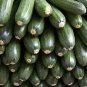 30 Gray Zucchini Heirloom Summer Bush Squash Cucurbita Pepo Vegetable Seeds Fresh Garden