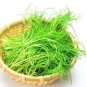 75 Saltwort Okahijiki Japanese Greens Salsola Komarovii Leaf Vegetable Seeds Fresh Garden