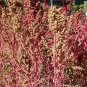 50 Organic Red Aztec Spinach Huauzontle Chenopodium Berlandieri Vegetable Seeds Fresh Garden
