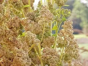 50 Organic Mint Vanilla Quinoa Green & White Chenopodium Vegetable Grain Seeds Fresh Garden