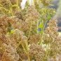 50 Organic Mint Vanilla Quinoa Green & White Chenopodium Vegetable Grain Seeds Fresh Garden