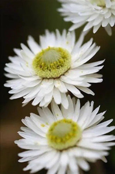 100 White Double Strawflower Helichrysum Monstrosum Flower Seeds Fresh