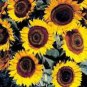 25 Taiyo Sunflower Helianthus Annuus Flower Seeds Fresh