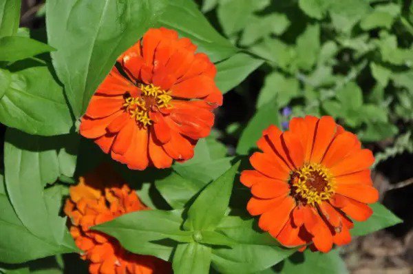 250 Orange Classic Zinnia Elegans (Narrow Leaf Creeping Zinnia) Flower Seeds Fresh