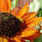 100 Orange Evening Colors Sunflower Helianthus Annuus Flower Seeds Fresh