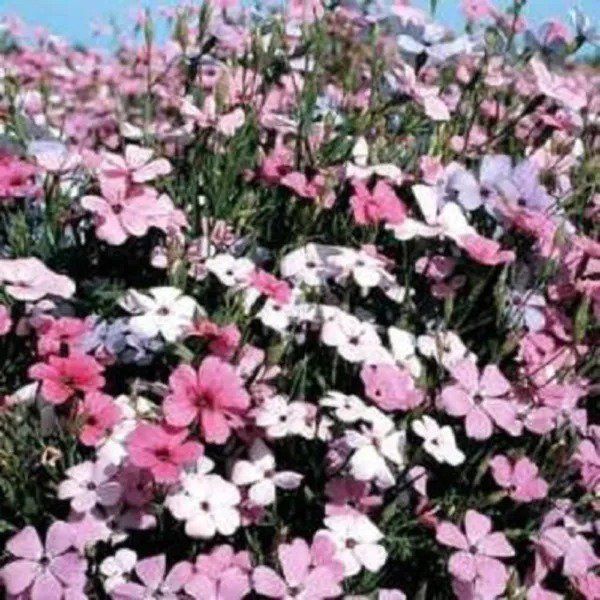 500 Oculata Mixed Colors Viscaria Rose Of Heaven Silene Coeli Rosa Flower Seeds Fresh