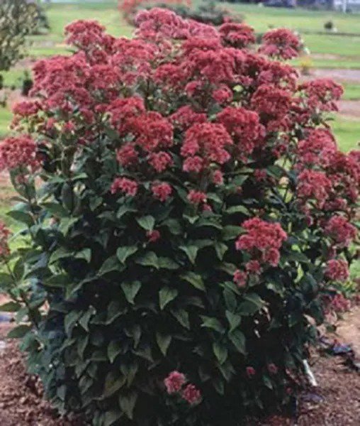 50 Mixed Colors Joe Pye Weed Eupatorium Maculatum Flower Seeds Fresh