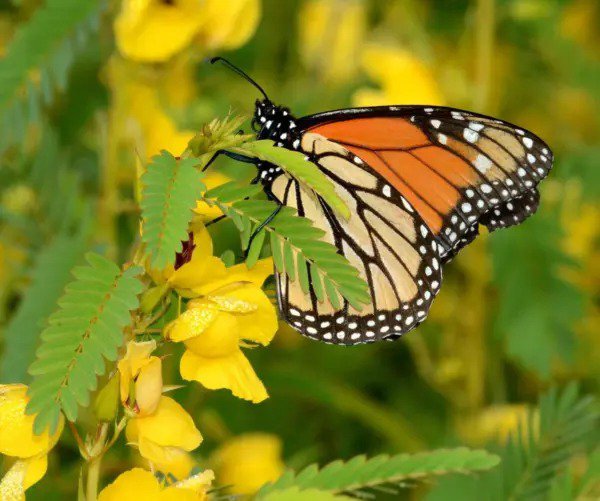 300 Yellow Partridge Pea Sleeping Plant Sensitive Pea Chamaecrista Flower Seeds Fresh