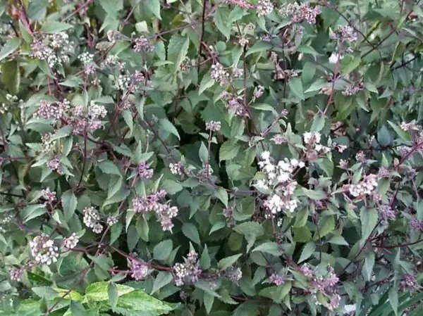 50 Chocolate Joe Pye Weed Eupatorium Rugosum Flower Seeds Fresh
