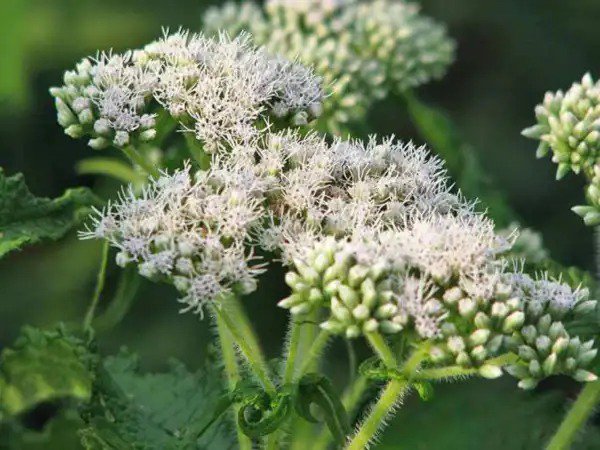 200 Tall White Boneset (Thoroughwort) Eupatorium Perfoliatum Flower Seeds Fresh