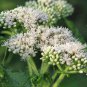 200 Tall White Boneset (Thoroughwort) Eupatorium Perfoliatum Flower Seeds Fresh