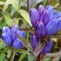 200 Bottle Gentian ( Closed Or Blind Gentian ) Gentiana Andrewsii Flower Seeds Fresh