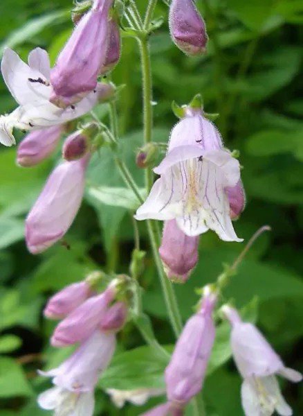 500 Calico Beardtongue Smooth Eastern Penstemon Calycosus Flower Seeds Fresh