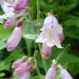 500 Calico Beardtongue Smooth Eastern Penstemon Calycosus Flower Seeds Fresh