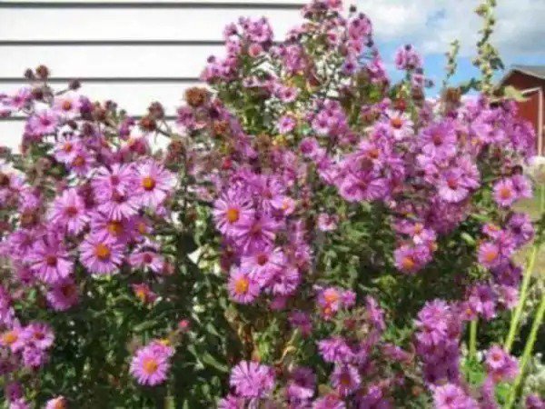 100 Pink New England Aster Aster Novae Var Angliae Flower Seeds Fresh