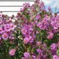 100 Pink New England Aster Aster Novae Var Angliae Flower Seeds Fresh