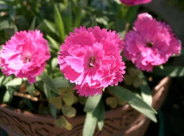 1000 Chinese Pinks (China Pinks Rainbow Pink) Dianthus Chinensis Flower Seeds Fresh