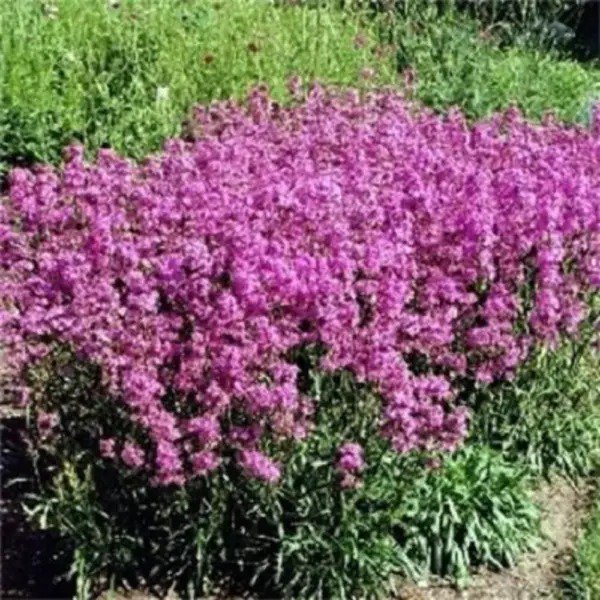 1000 Tall Catchfly (Campion None So Pretty) Silene Armeria Pink Flower Seeds Fresh