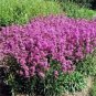 1000 Tall Catchfly (Campion None So Pretty) Silene Armeria Pink Flower Seeds Fresh