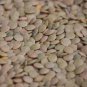 100 Green Lentil Lentils Lens Culinaris Vegetable Seeds Fresh