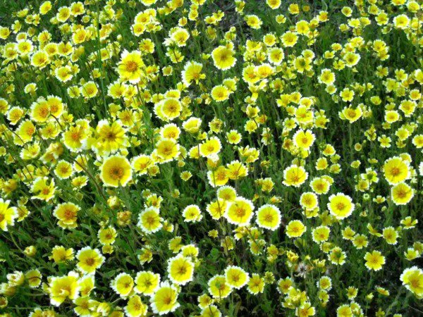 500 Tidy Tips Layia Platyglossa Native Yellow & White Flower Seeds Fresh