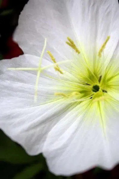 250 White Pale Evening Primrose Buttercup Sundrops Oenothera Pallida Flower Seed Fresh