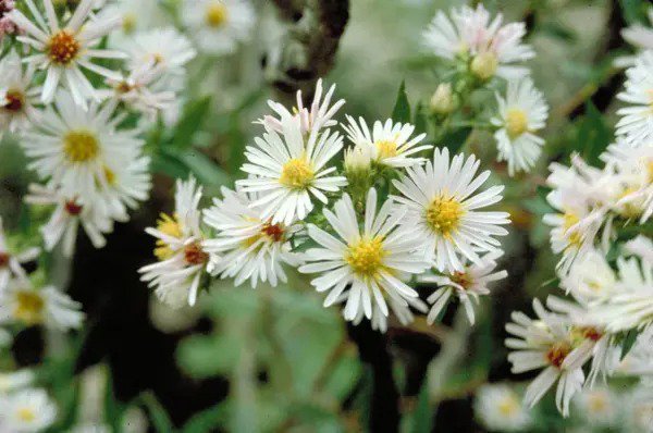 100 White Heath Aster Prairie Ericoides Flower Seeds Fresh