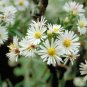 100 White Heath Aster Prairie Ericoides Flower Seeds Fresh